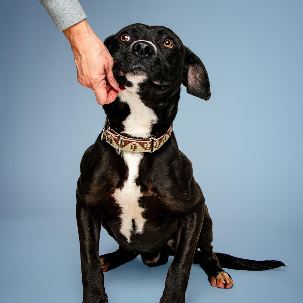Enlarge Bruce Wayne, a Adoptable mixed breed in Jefferson city, TN image 3/3