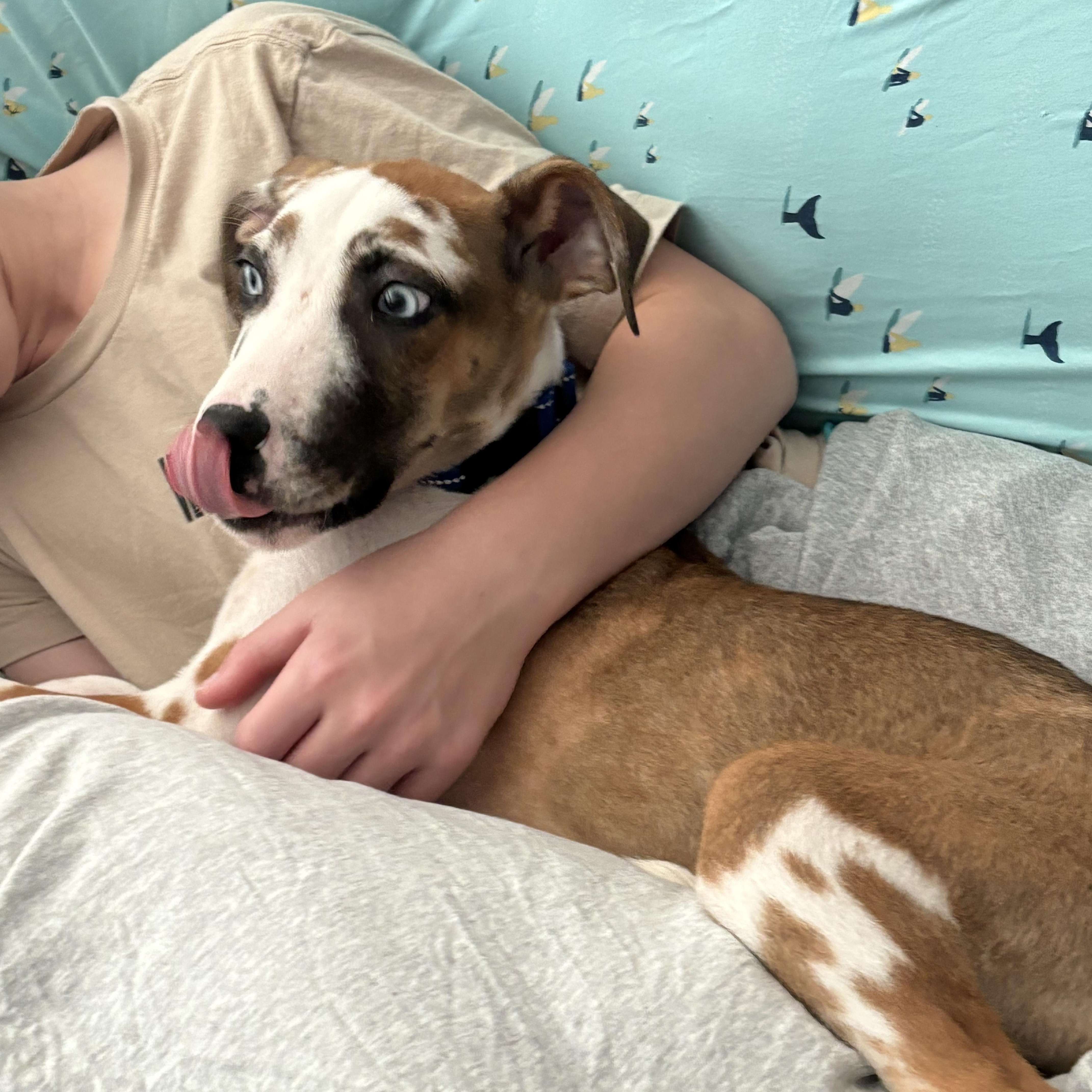 Enlarge Boone, a ADOPTABLE mixed breed in Rock Hill, SC image 4/5