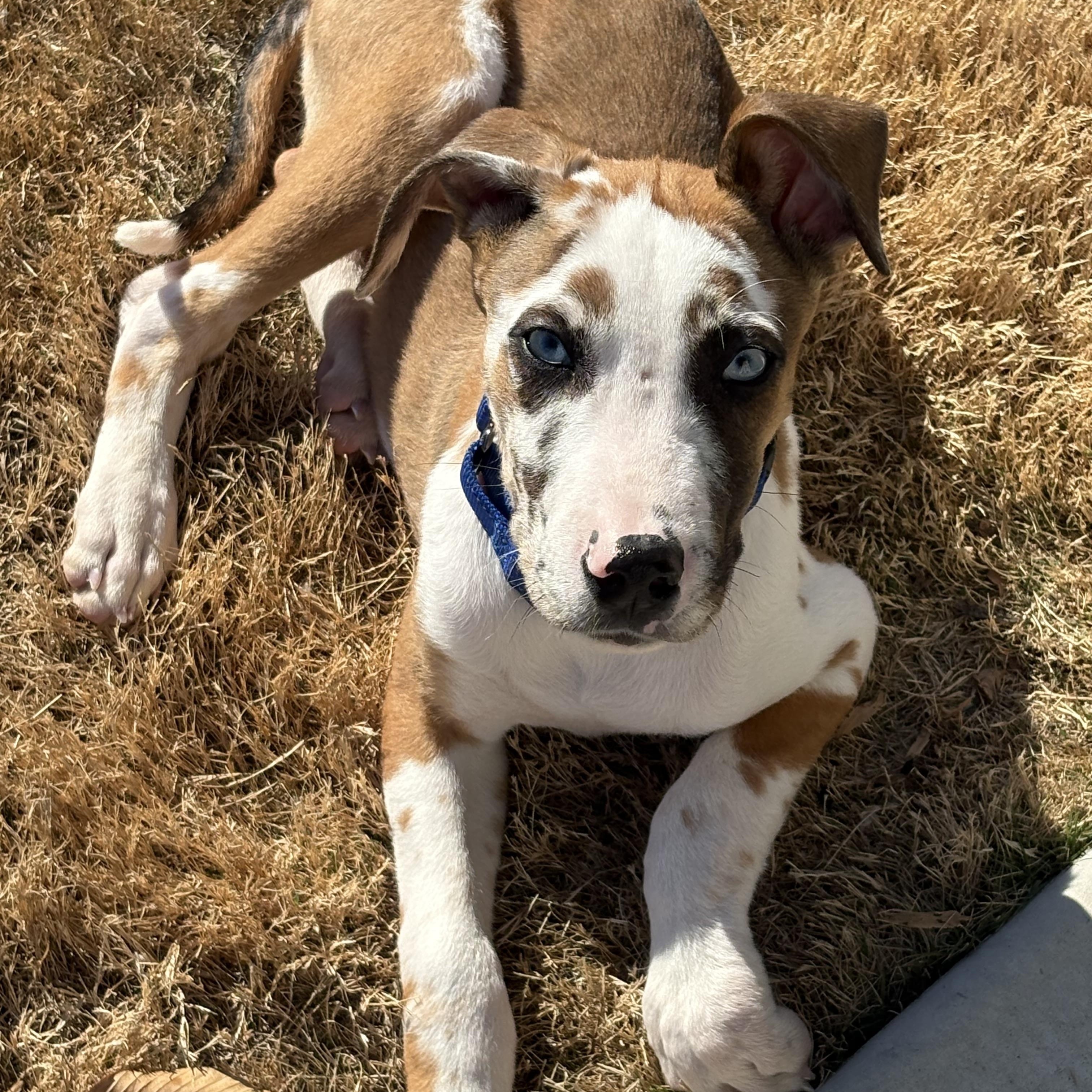 Enlarge Boone, a ADOPTABLE mixed breed in Rock Hill, SC image 1/5