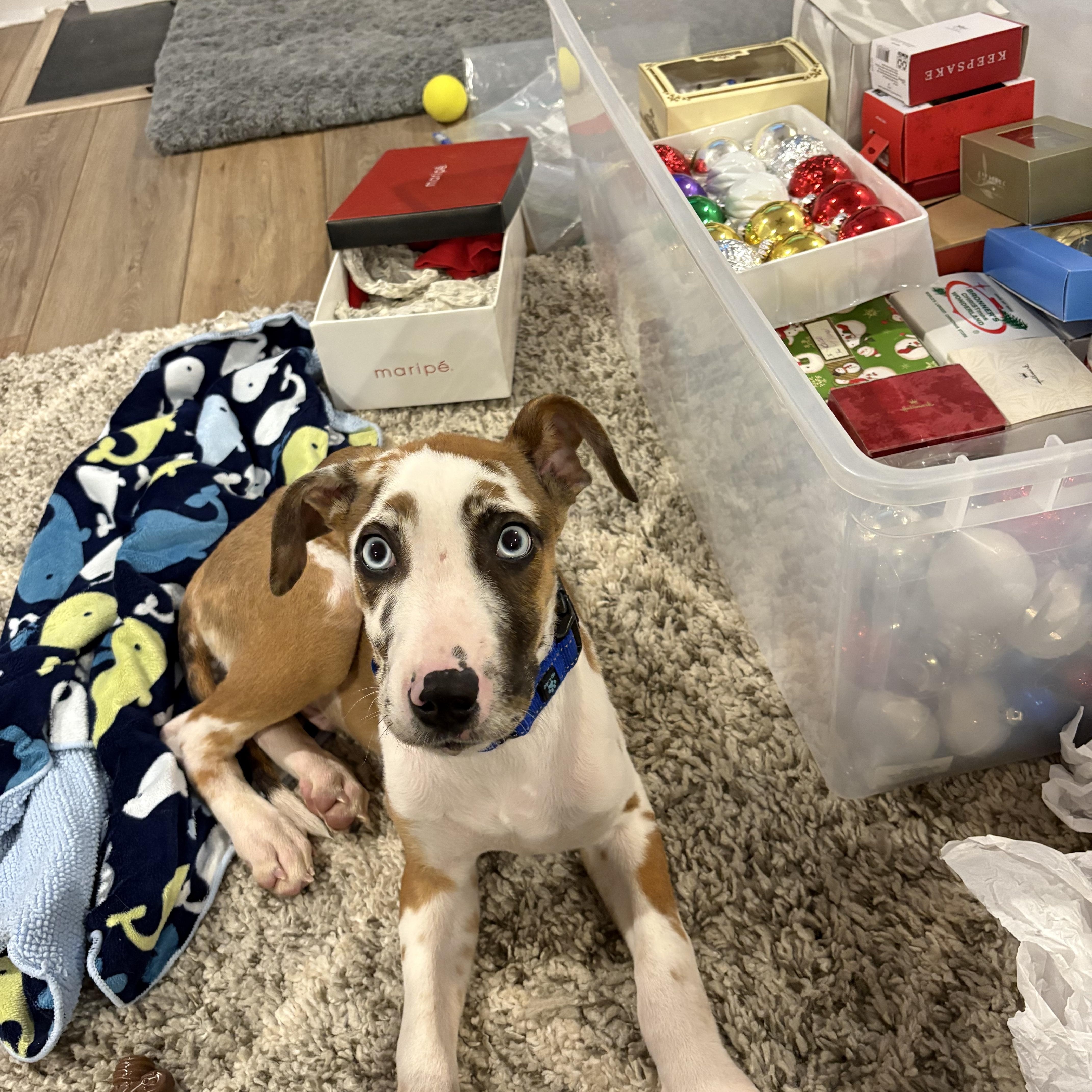 Enlarge Boone, a ADOPTABLE mixed breed in Rock Hill, SC image 5/5