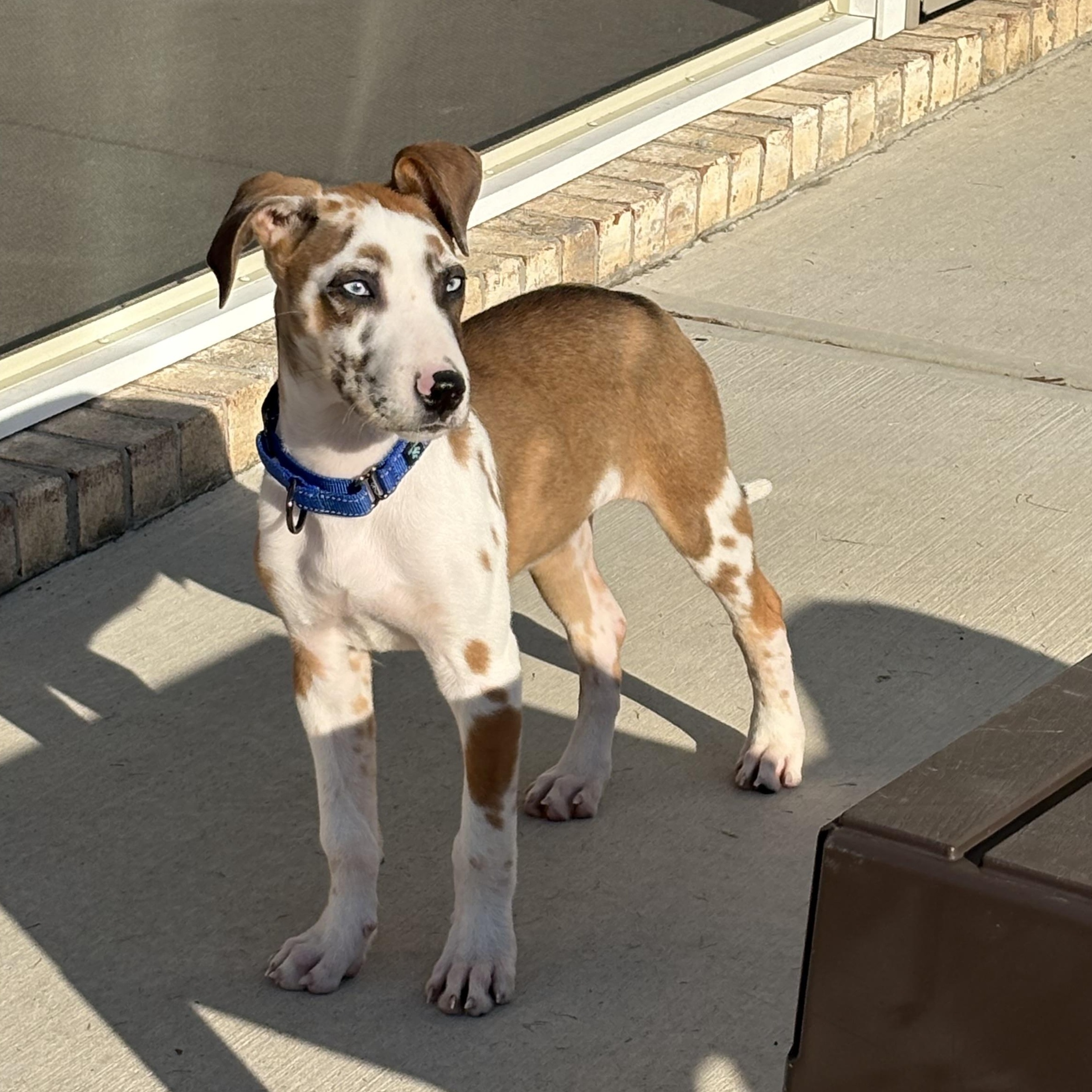 Enlarge Boone, a ADOPTABLE mixed breed in Rock Hill, SC image 2/5