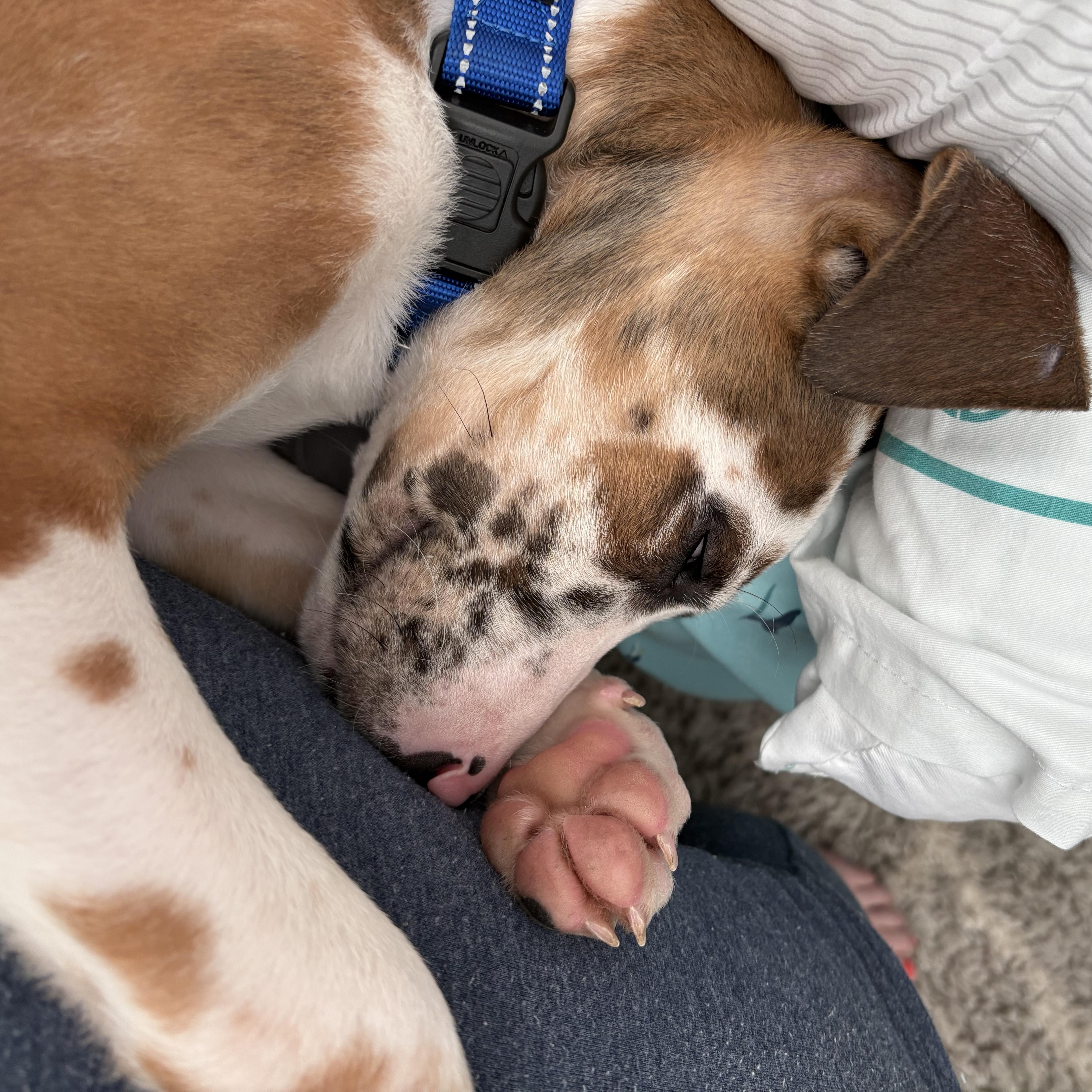 Enlarge Boone, a ADOPTABLE mixed breed in Rock Hill, SC image 3/5