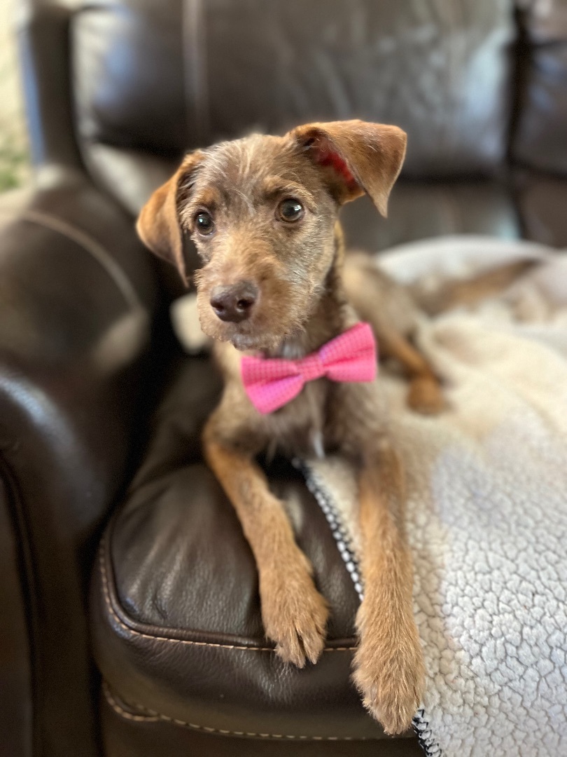 Nabisco, Adopted, Puppy Male Border Terrier & Norfolk Terrier.