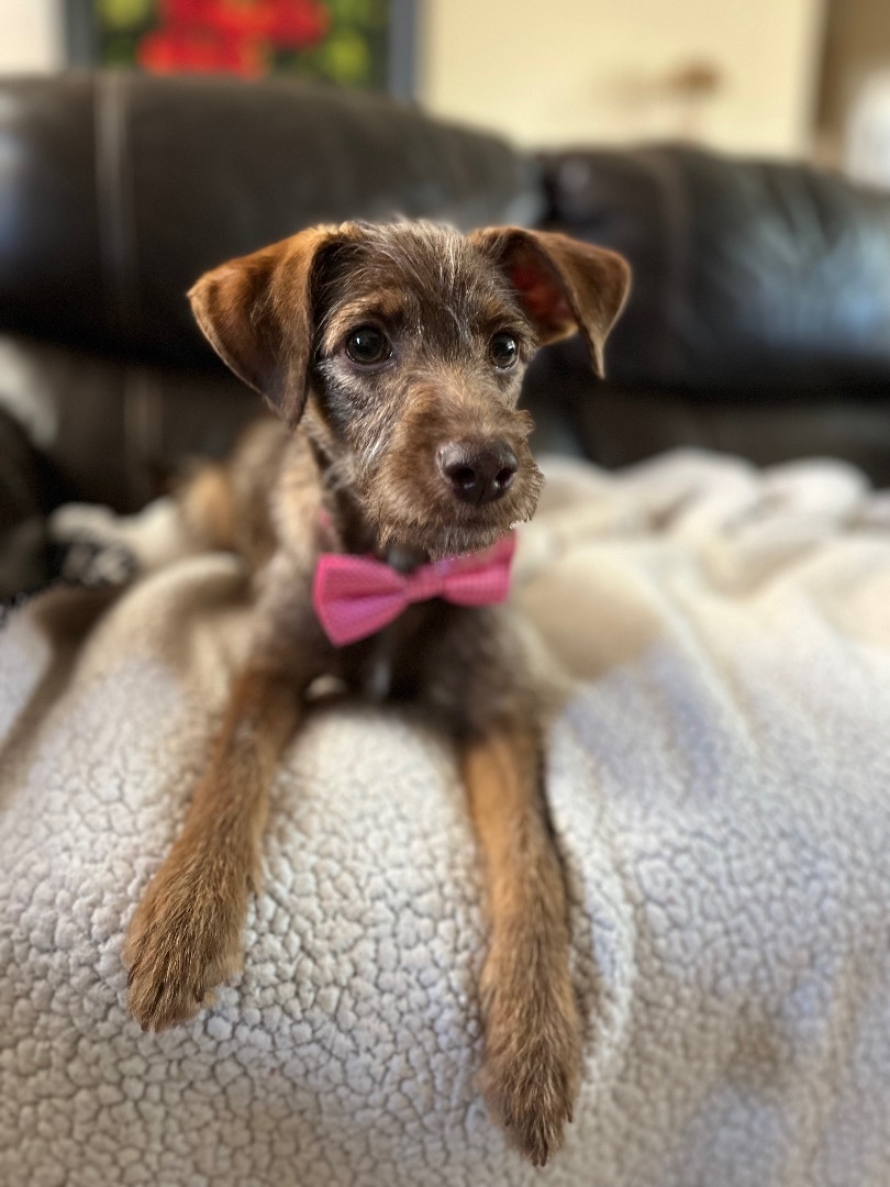 Enlarge Nabisco, a Adopted mixed breed in Poway, CA image 2/6