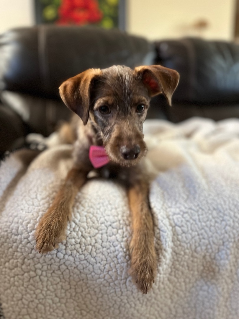 Enlarge Nabisco, a Adopted mixed breed in Poway, CA image 3/6