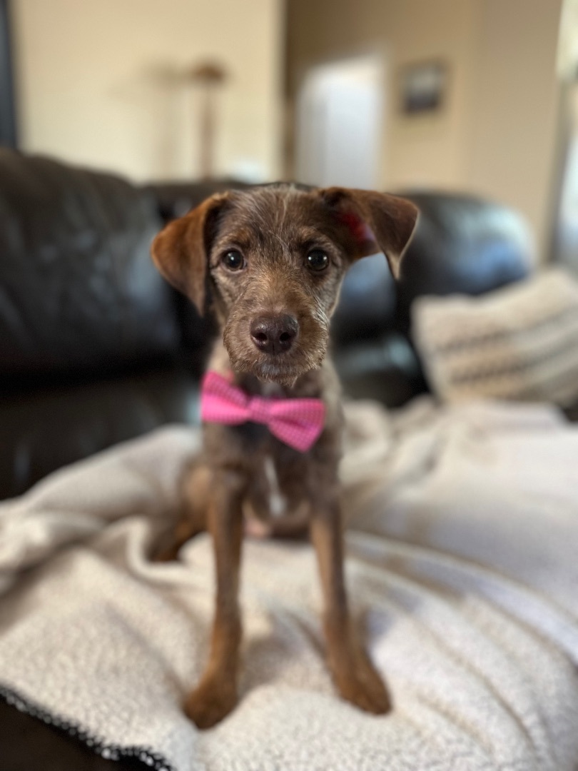 Enlarge Nabisco, a Adopted mixed breed in Poway, CA image 4/6