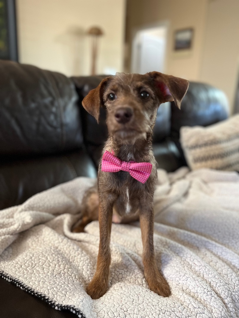 Enlarge Nabisco, a Adopted mixed breed in Poway, CA image 5/6