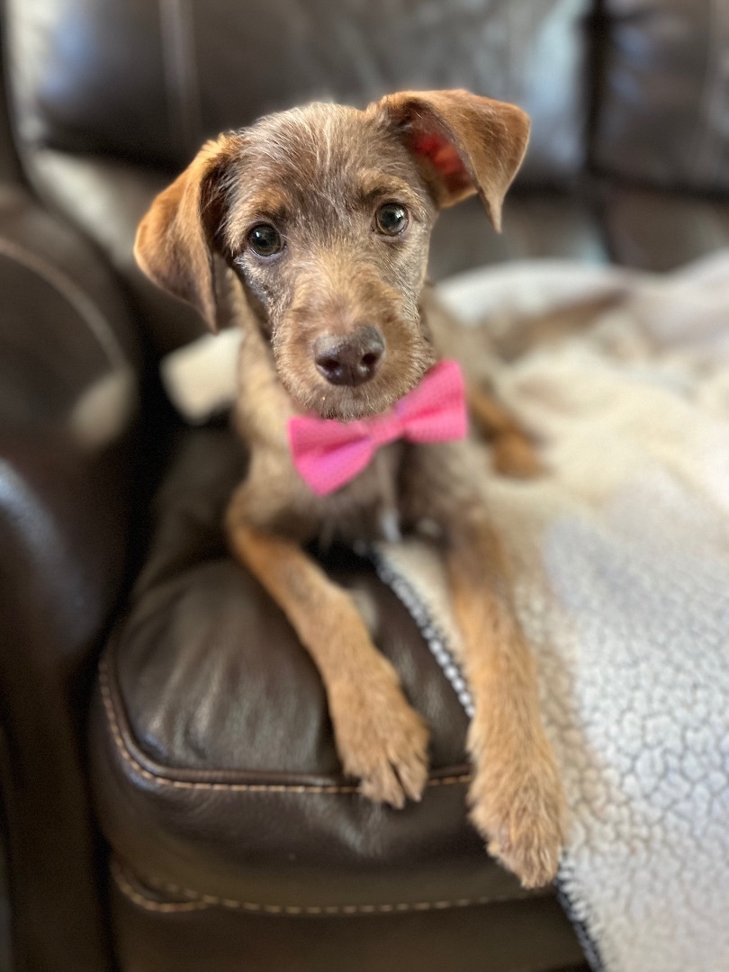 Enlarge Nabisco, a Adopted mixed breed in Poway, CA image 6/6