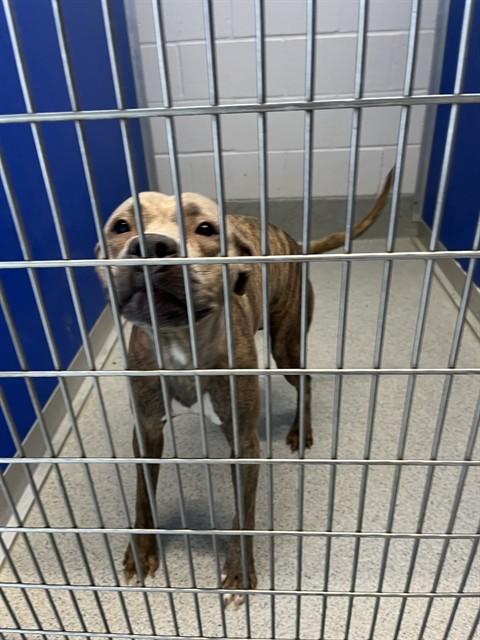 Enlarge KARDI, a Adoptable Pit Bull Terrier in Bloomington, IL image 1/1