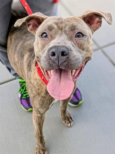 KARDI, Adoptable, Young Female Pit Bull Terrier.