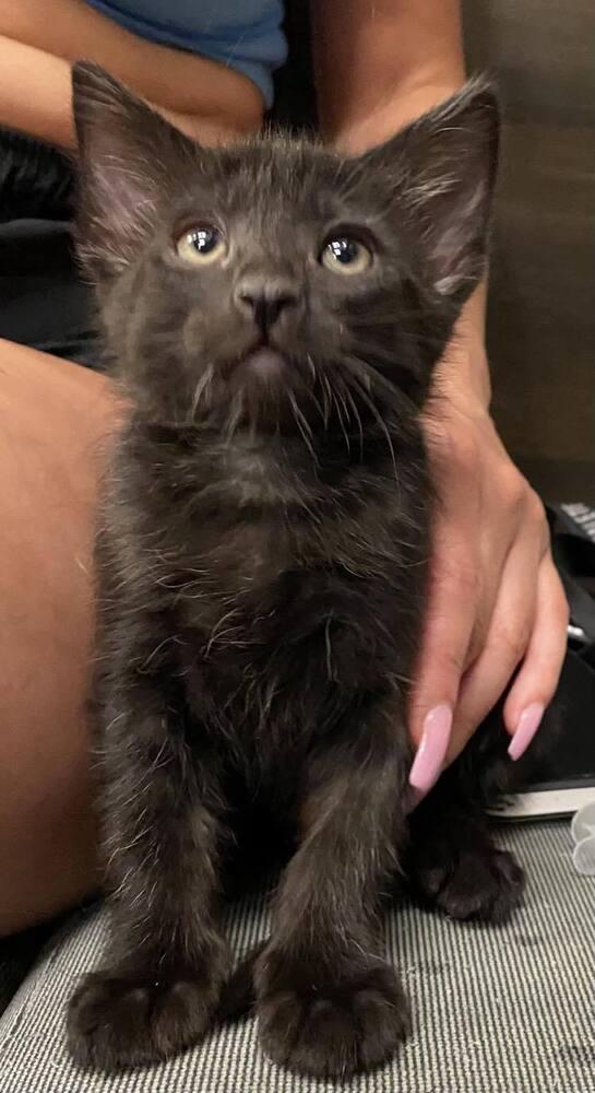 Enlarge Gino Bond, a Adopted Domestic Short Hair image 1/1