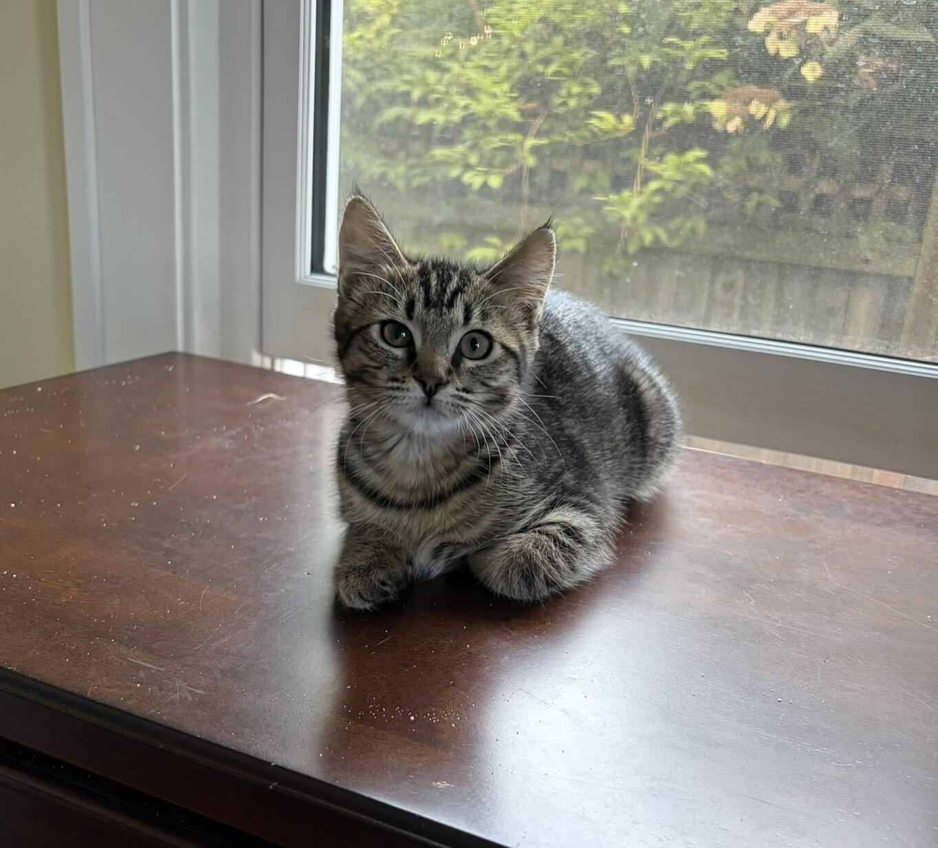 Enlarge Ivy, a Adoptable Domestic Short Hair in Seattle, WA image 2/6