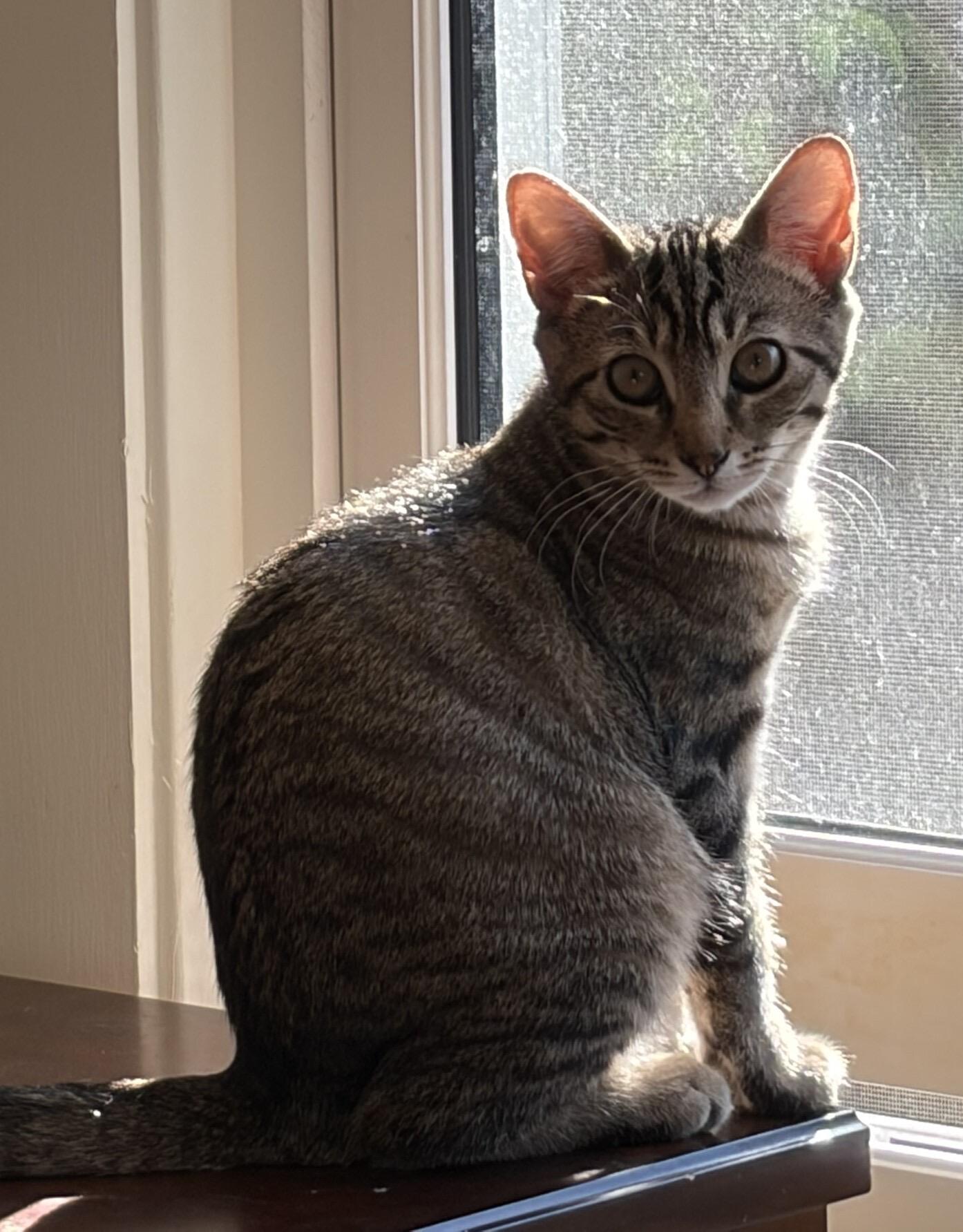 Enlarge Ivy, a Adoptable Domestic Short Hair in Seattle, WA image 3/6