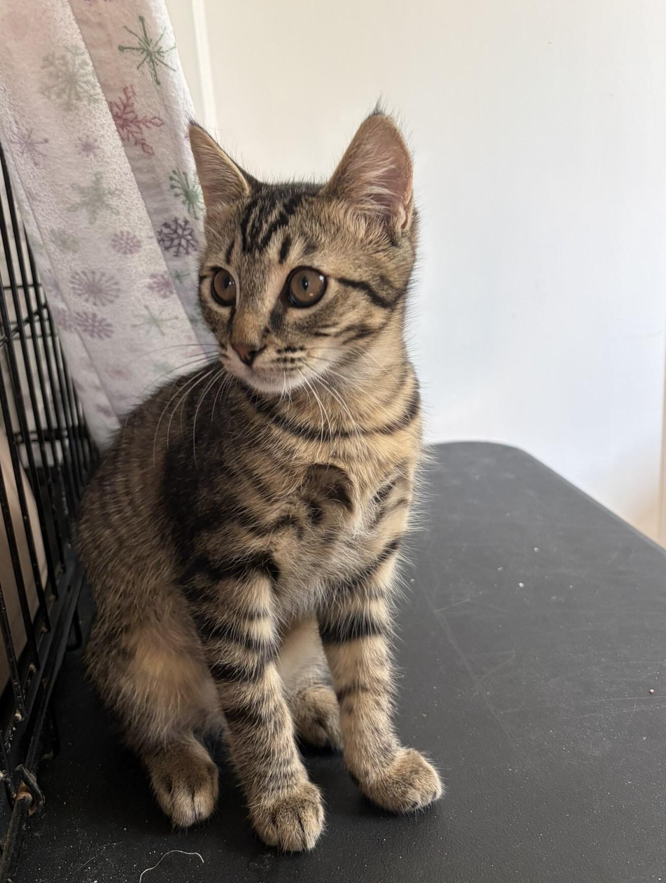 Enlarge Ivy, a Adoptable Domestic Short Hair in Seattle, WA image 4/6