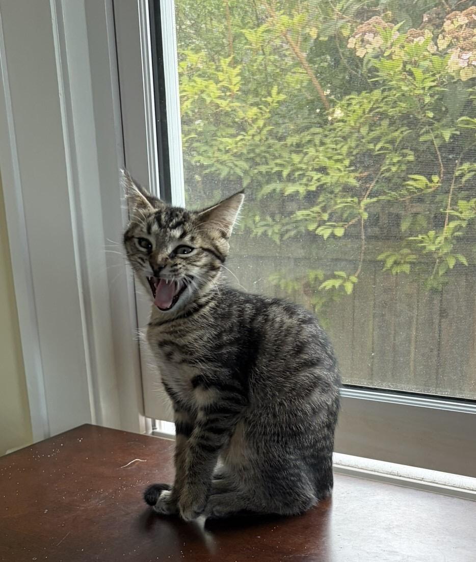 Enlarge Ivy, a Adoptable Domestic Short Hair in Seattle, WA image 5/6