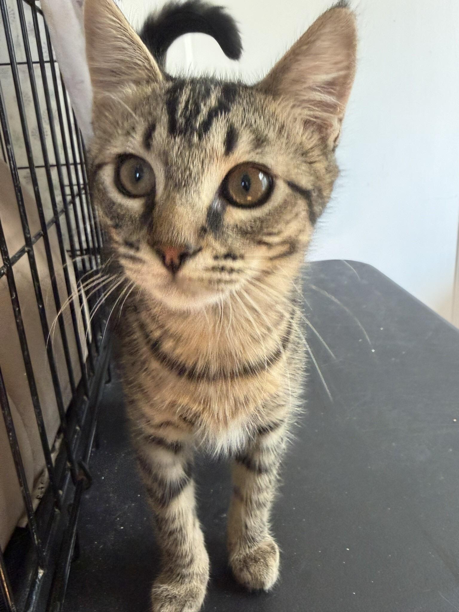 Ivy, Adoptable, Kitten Female Domestic Short Hair.
