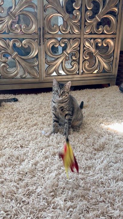 Enlarge Ivy, a Adoptable Domestic Short Hair in Seattle, WA video 6/6