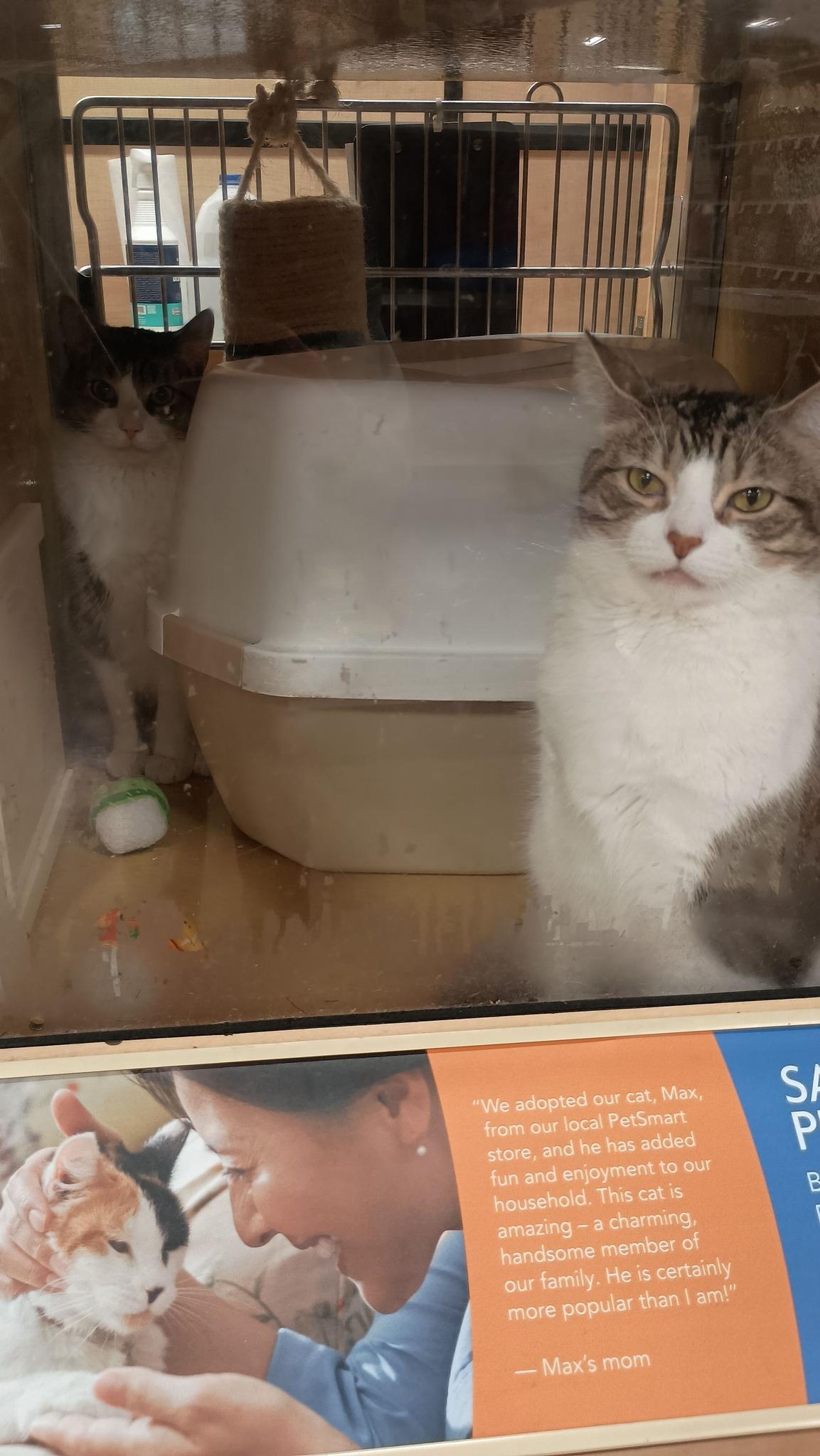 Enlarge Neptune **bonded to Jupiter**, an adopted Domestic Short Hair in Speedway, IN image 4/4