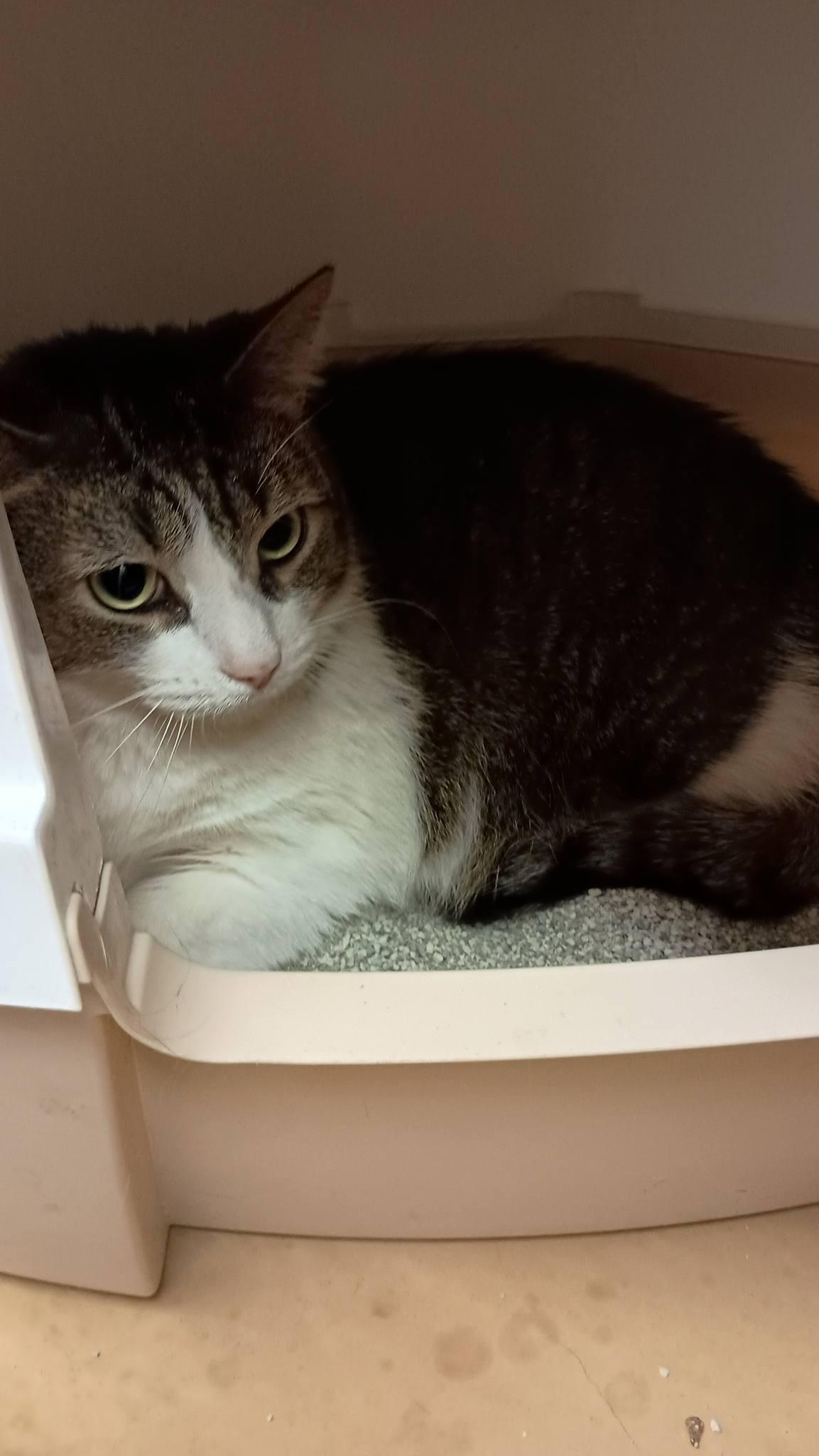 Enlarge Neptune **bonded to Jupiter**, an adopted Domestic Short Hair in Speedway, IN image 3/4