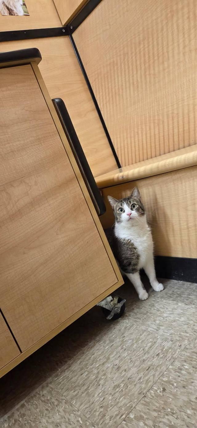 Enlarge Neptune **bonded to Jupiter**, an adopted Domestic Short Hair in Speedway, IN image 1/4