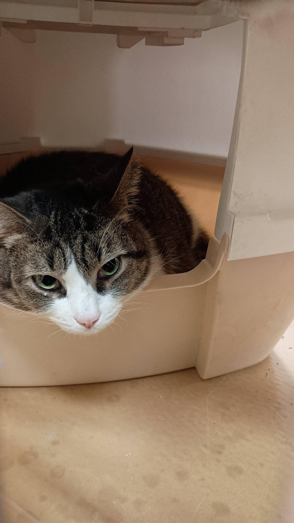 Enlarge Neptune **bonded to Jupiter**, an adopted Domestic Short Hair in Speedway, IN image 2/4