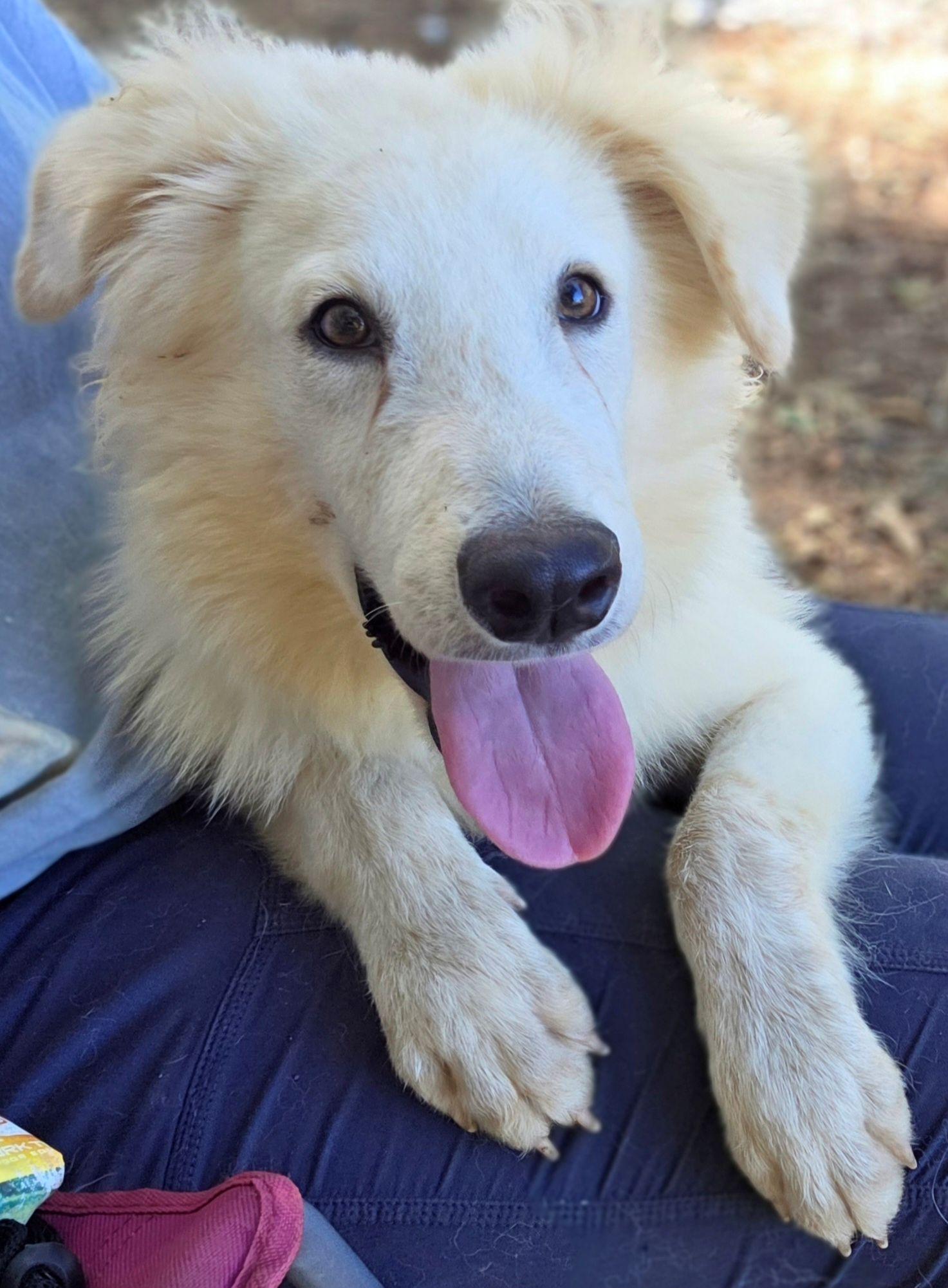 Enlarge Peanut Glynn, a Adoptable Great Pyrenees in Atlanta, GA image 2/3