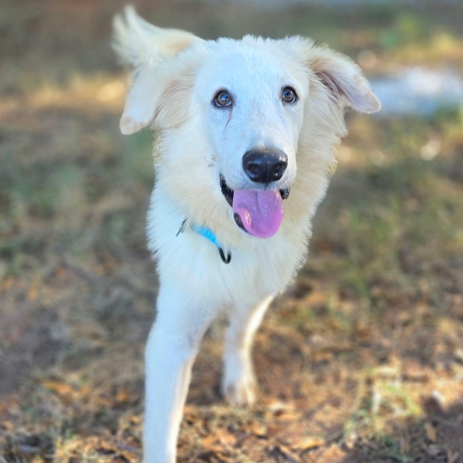 Peanut Glynn, Adoptable, Young Male Great Pyrenees.