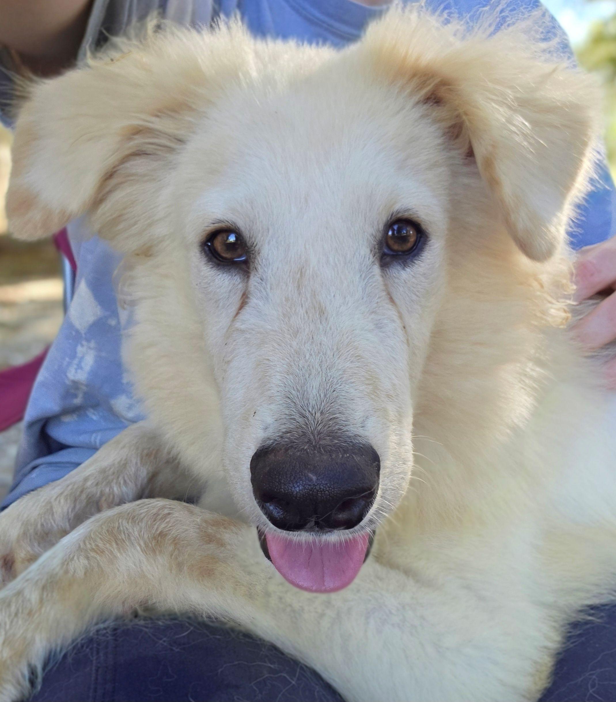 Enlarge Peanut Glynn, a Adoptable Great Pyrenees in Atlanta, GA image 3/3