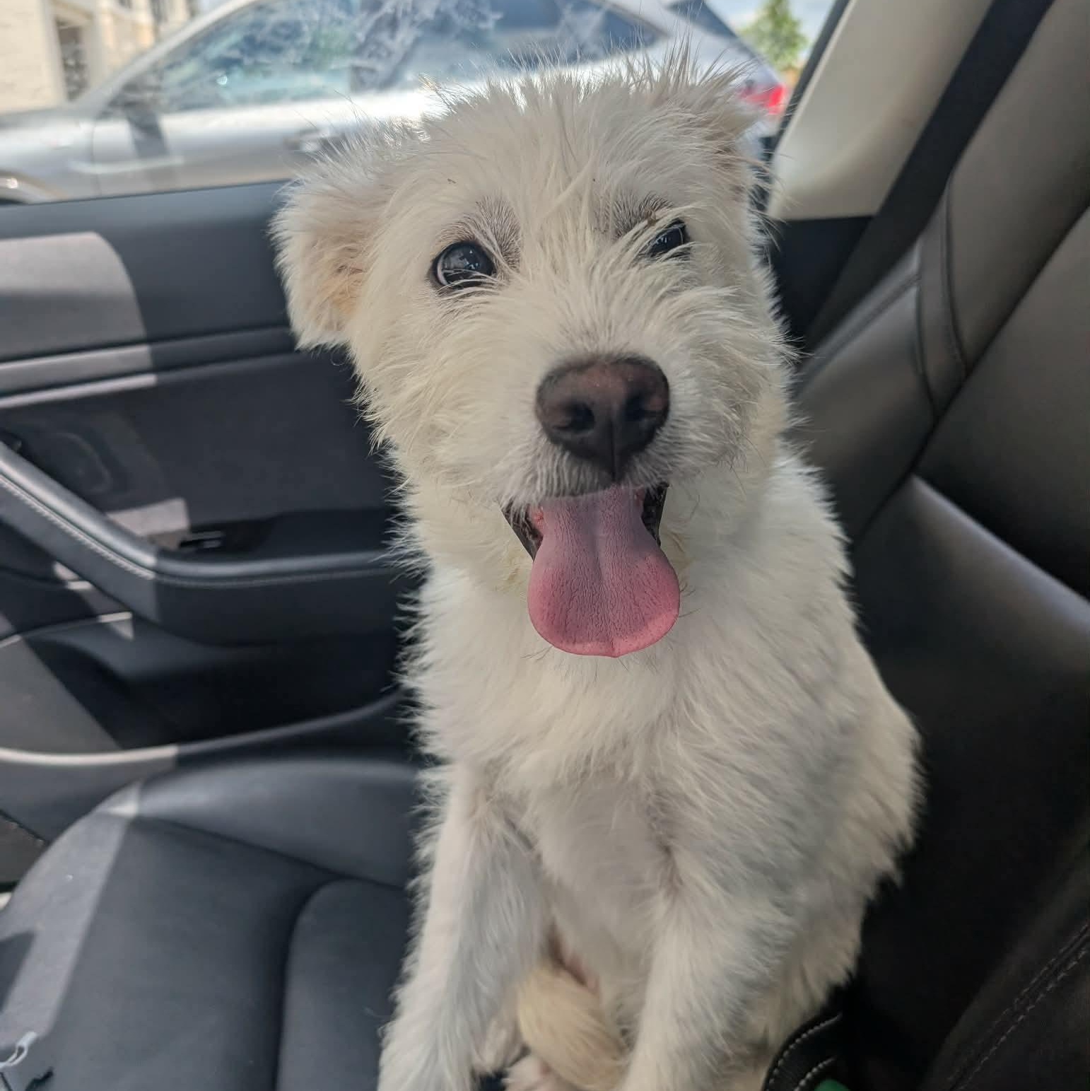 Elliot, adopted, Young Male Terrier.