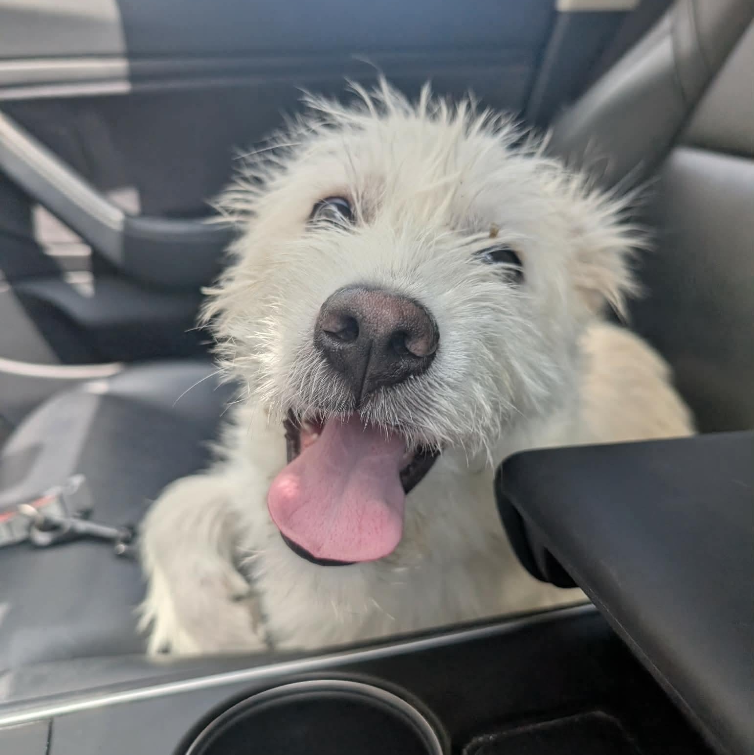 Elliot, an adopted mixed breed in Springfield, OR image 3/4