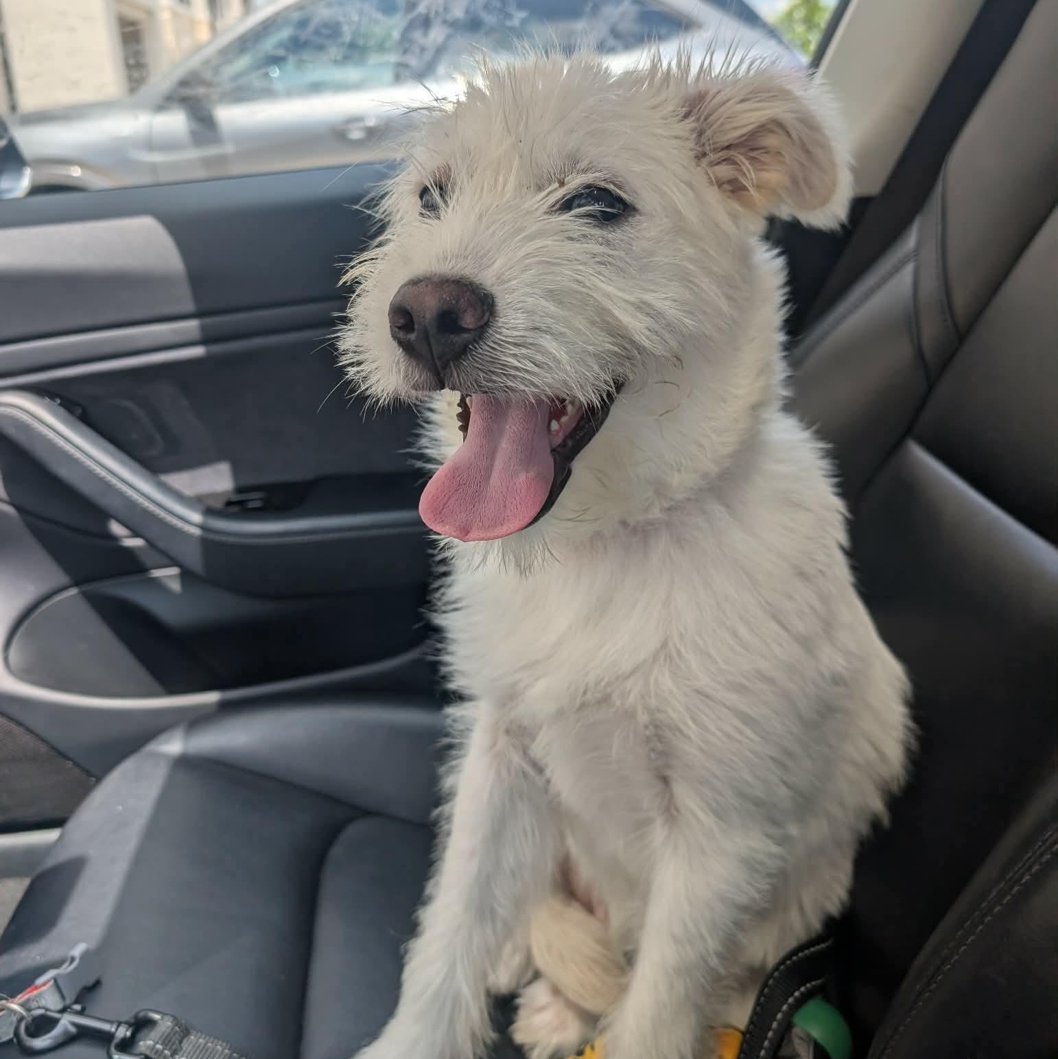 Elliot, an adopted mixed breed in Springfield, OR image 2/4