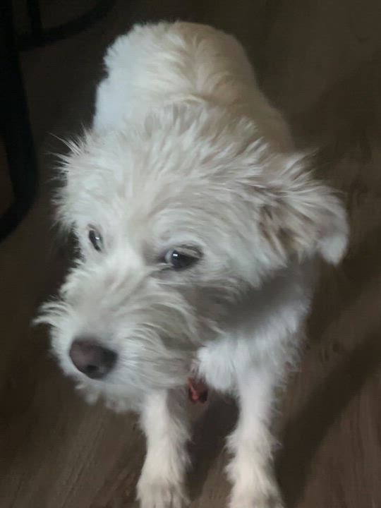 Enlarge Elliot, an adopted mixed breed in Springfield, OR video 4/4