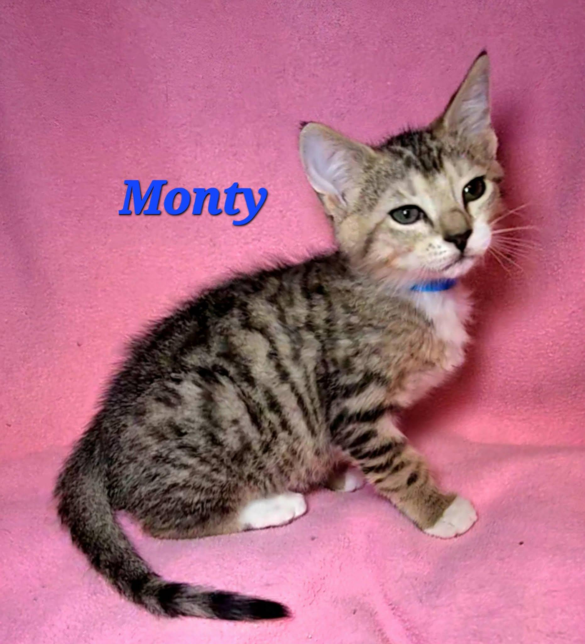 Monty, Adopted, Kitten Male Tabby.