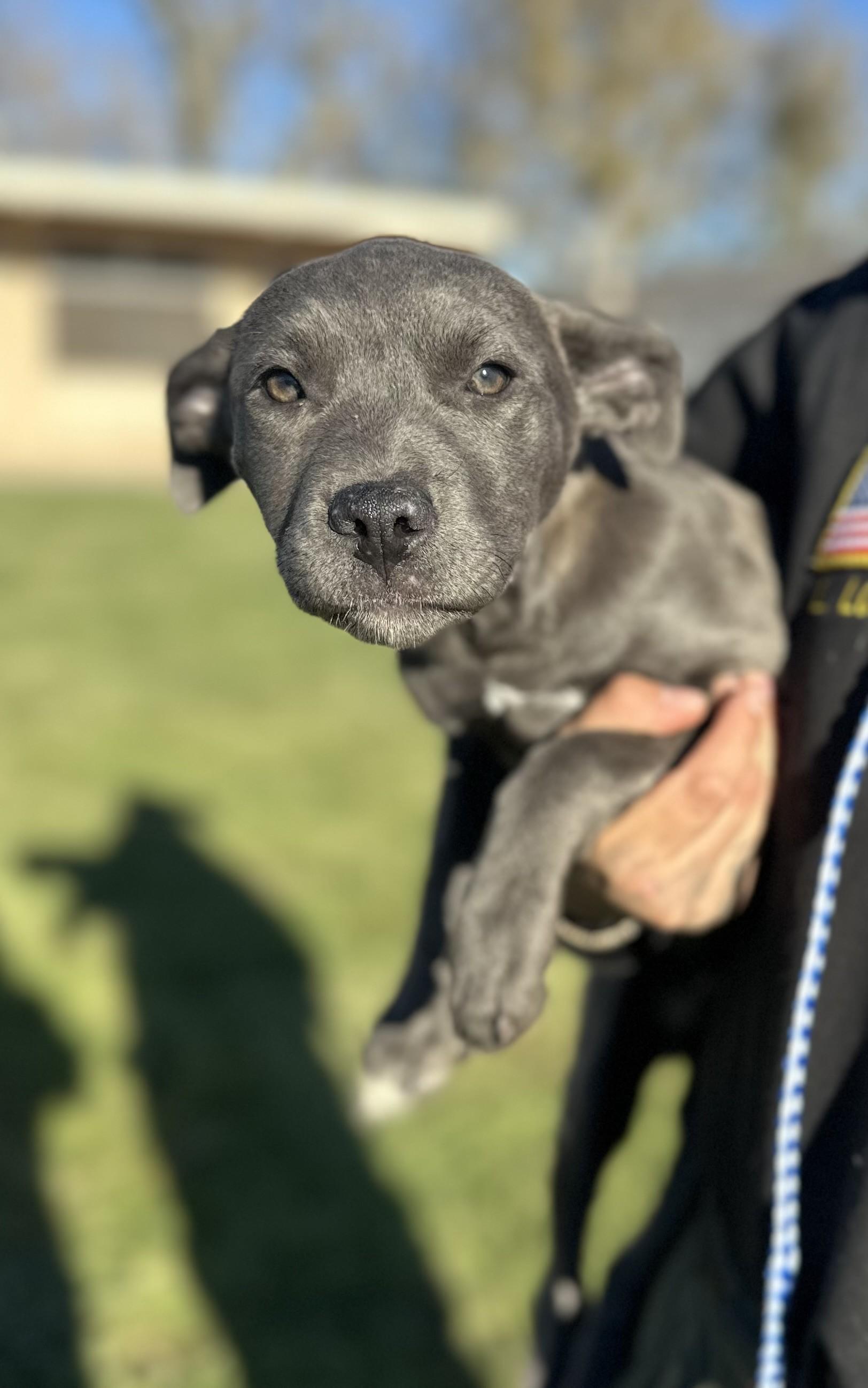 Juliet #1778 (814), Adoptable, Young Female Pit Bull Terrier.