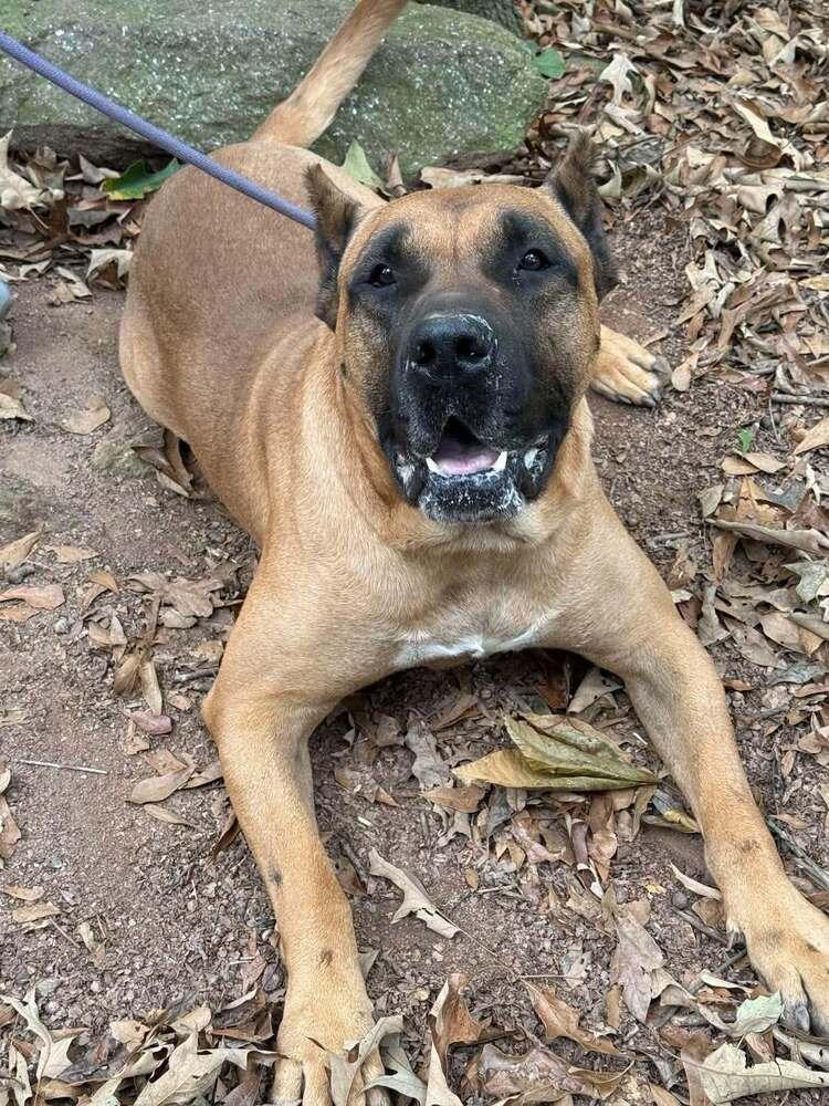 Gabagool, Adoptable, Adult Male Cane Corso.