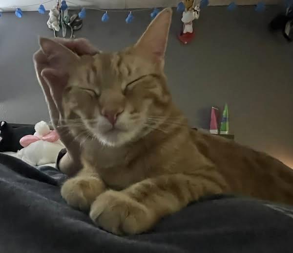 Pringles and Creamsicle