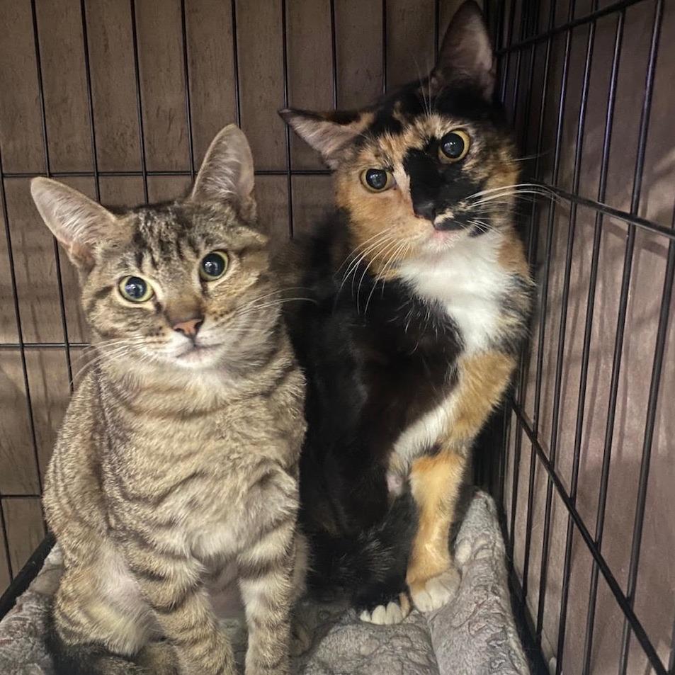 Penny — thumbnail 2