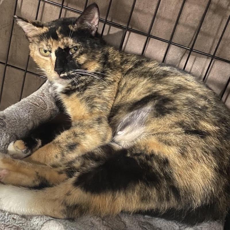 Penny — thumbnail 3