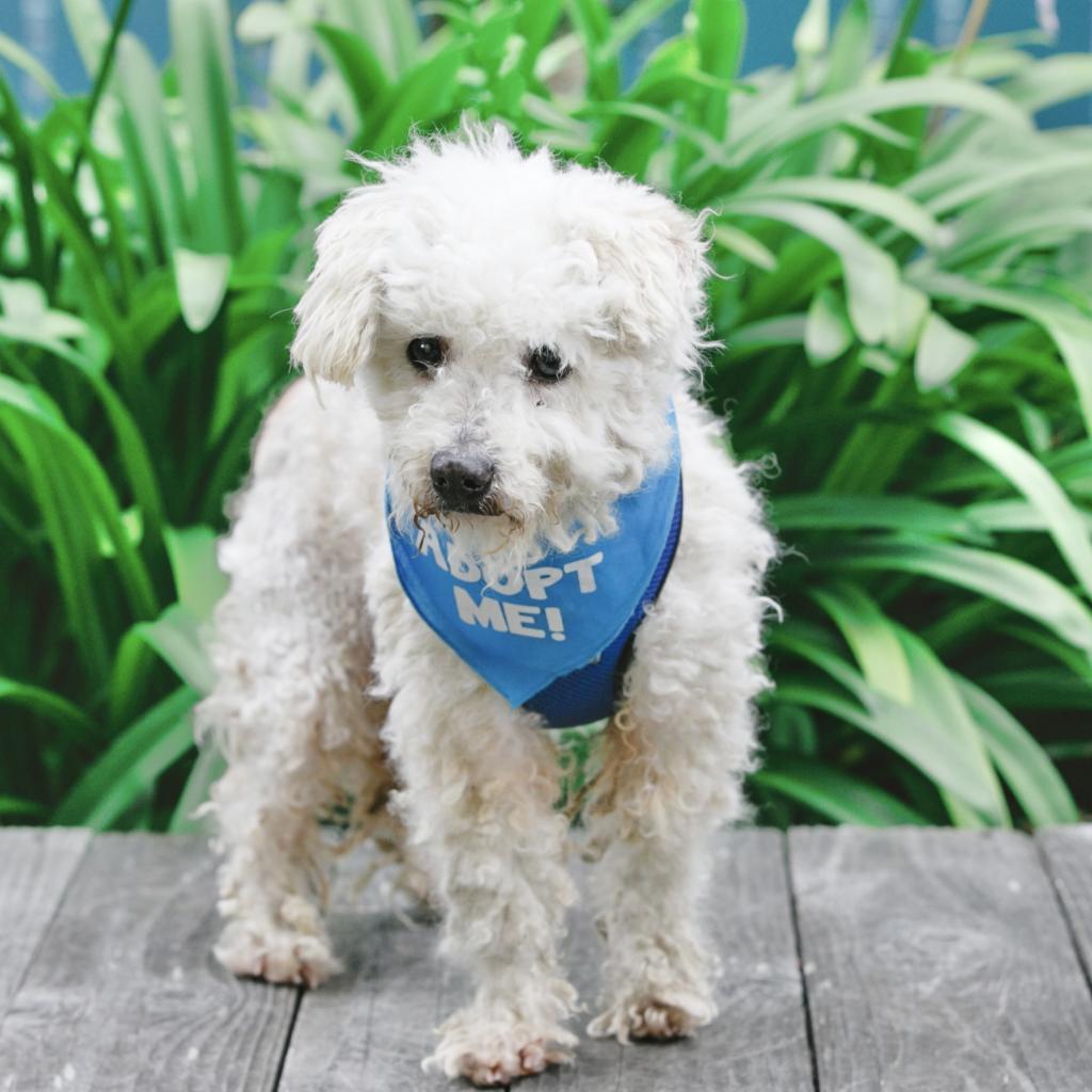 Enlarge Corey, a Adoptable Poodle in Pacific Grove, CA image 1/6