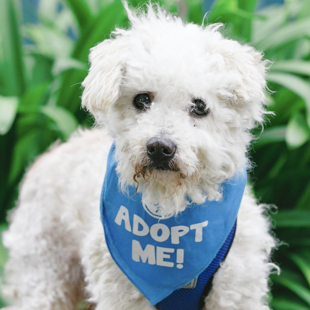 Enlarge Corey, a Adoptable Poodle in Pacific Grove, CA image 2/6