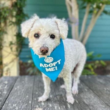 Enlarge Corey, a Adoptable Poodle in Pacific Grove, CA image 3/6
