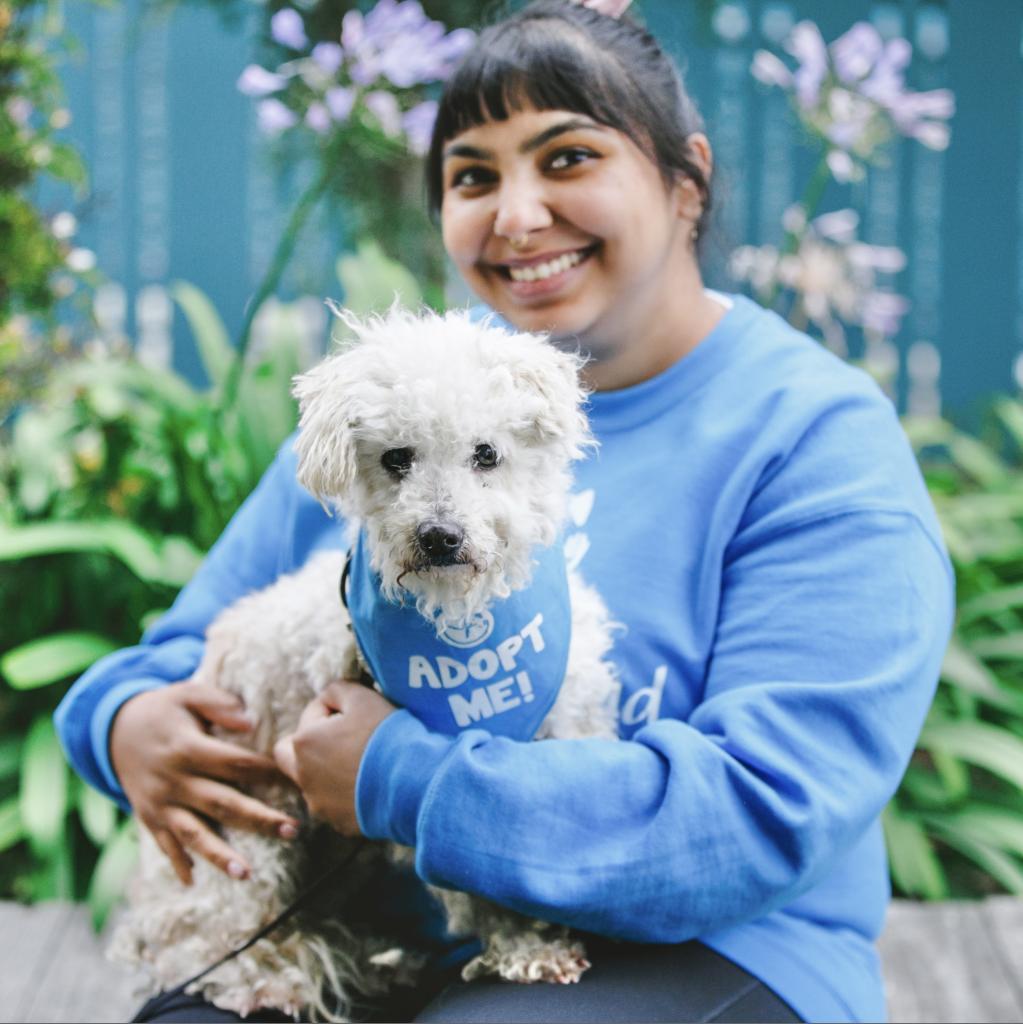 Enlarge Corey, a Adoptable Poodle in Pacific Grove, CA image 4/6