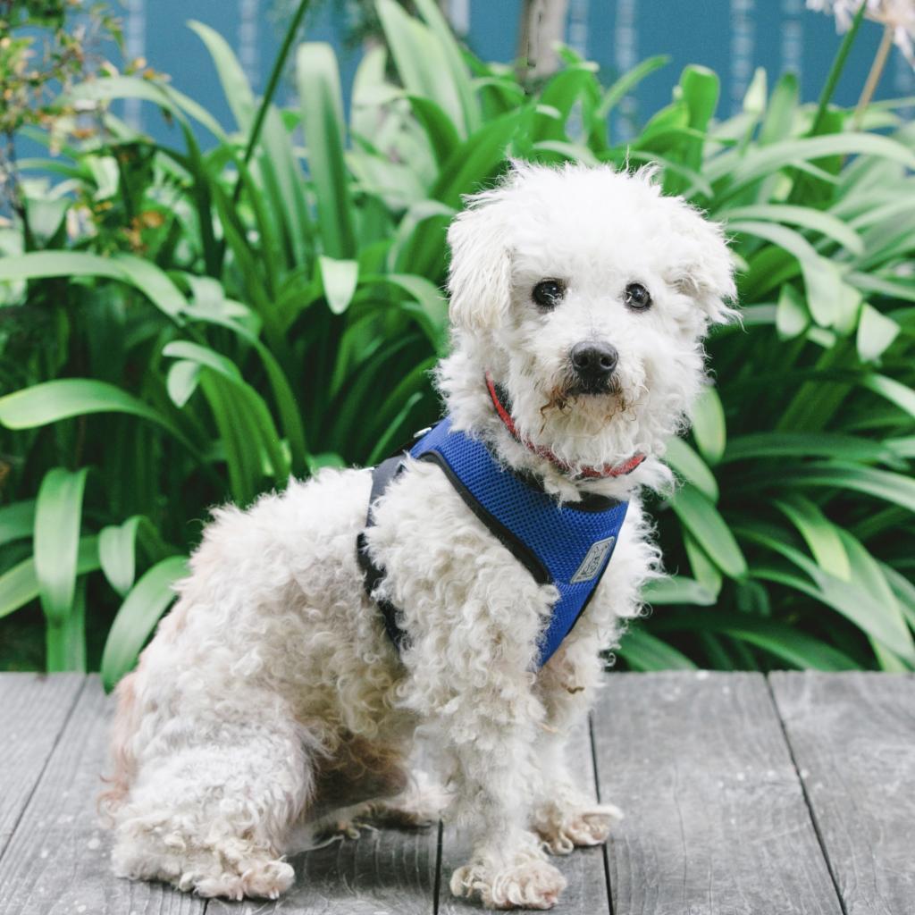 Enlarge Corey, a Adoptable Poodle in Pacific Grove, CA image 5/6