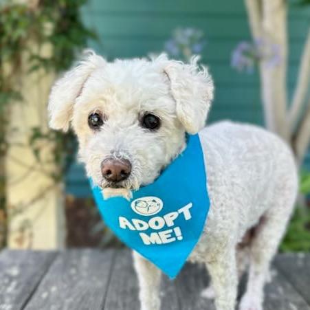 Enlarge Corey, a Adoptable Poodle in Pacific Grove, CA image 6/6