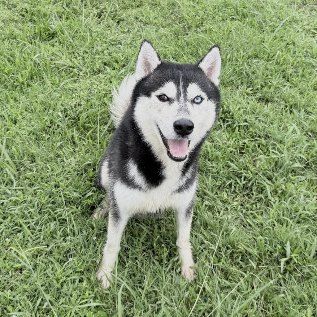 Enlarge Felix, a Adoptable Husky in Brenham, TX image 2/6