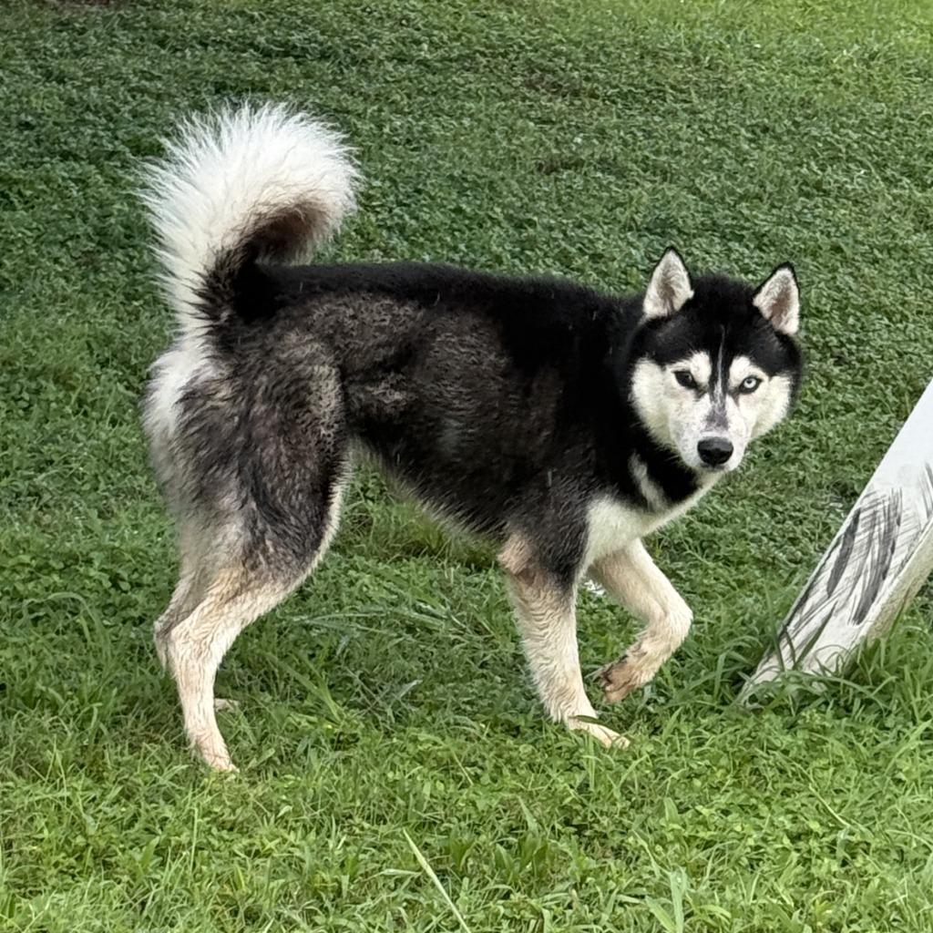 Enlarge Felix, a Adoptable Husky in Brenham, TX image 3/6