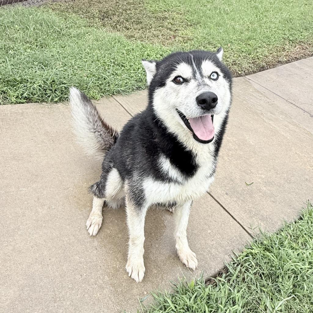 Enlarge Felix, a Adoptable Husky in Brenham, TX image 4/6