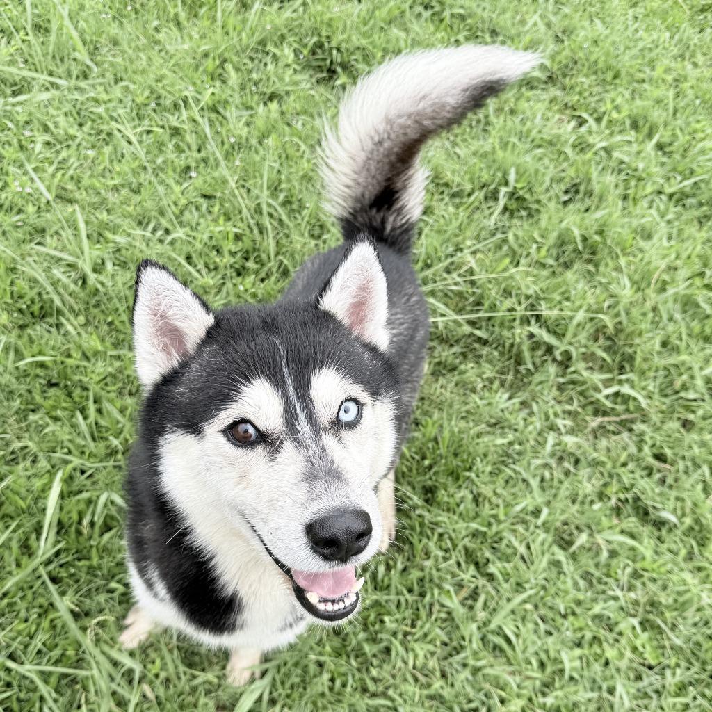 Enlarge Felix, a Adoptable Husky in Brenham, TX image 5/6