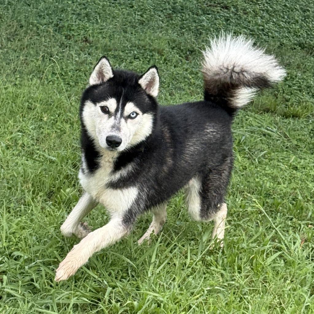 Enlarge Felix, a Adoptable Husky in Brenham, TX image 6/6