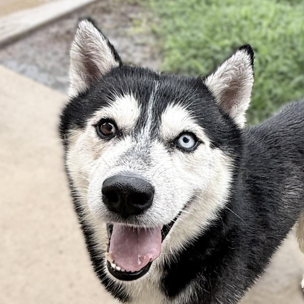 Felix, Adoptable, Adult Male Husky.